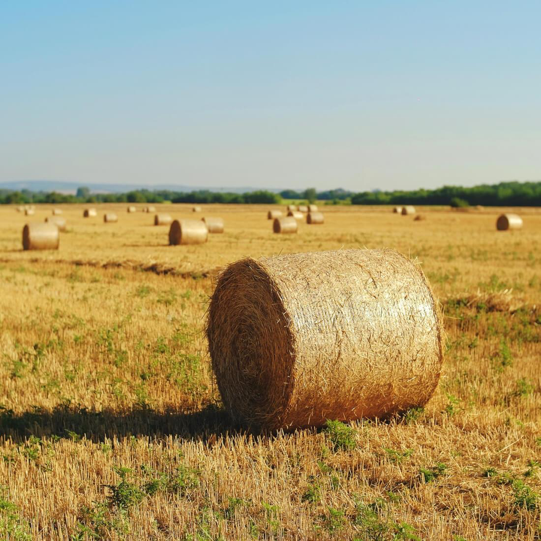 Bale sena na slovenskem polju ob sončnem dnevu